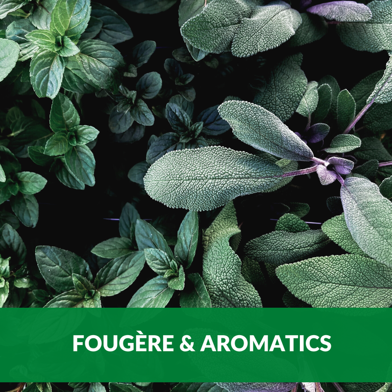 Fougere and Aromatics
