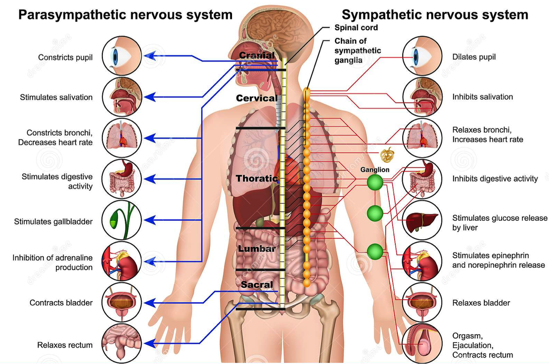The olfactory sense and the nervous systemPicture